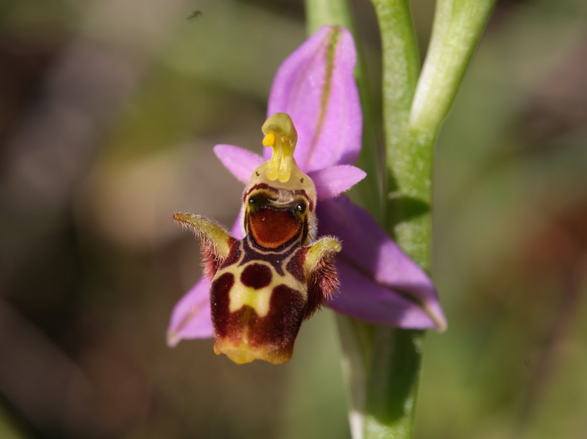 Orchidee di Marzo - Dalla Grecia con passione